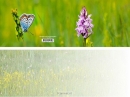 Productafbeelding Panoramawenskaart orchidee tussen de bee